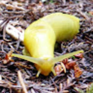 Meet your Posher, Paula